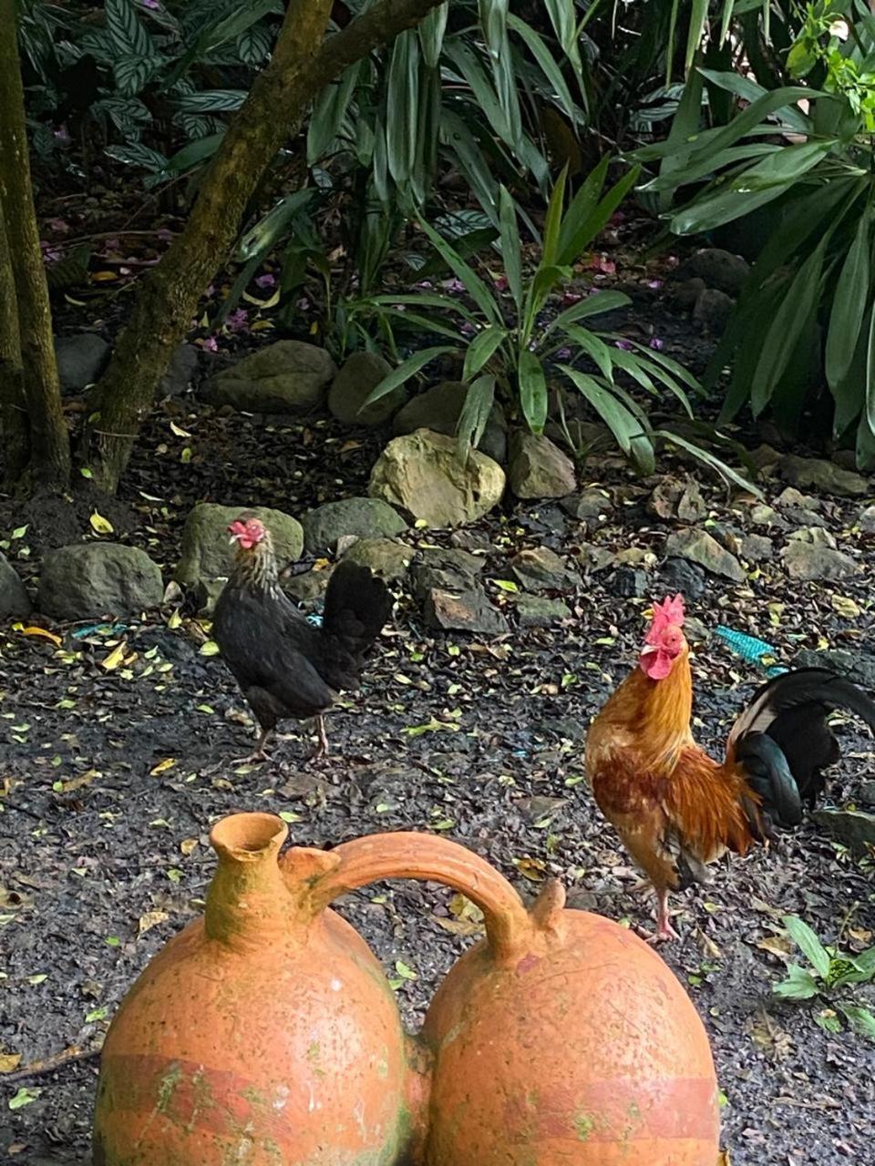 Hosteria Campestre San Fermin 라퀴라 외부 사진